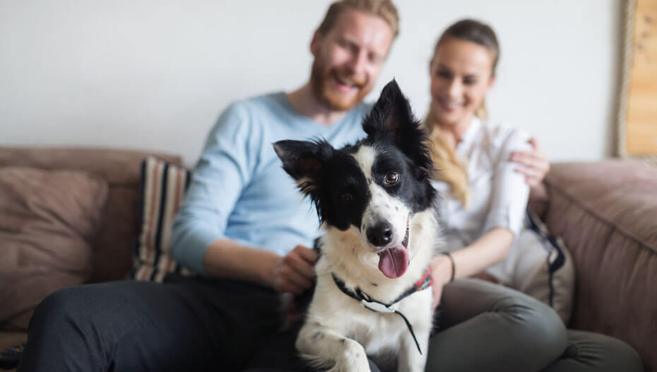 Couple assis sur un canapé avec Collie