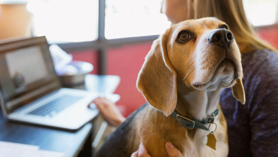 Femme travaillant sur ordinateur portable avec Beagle