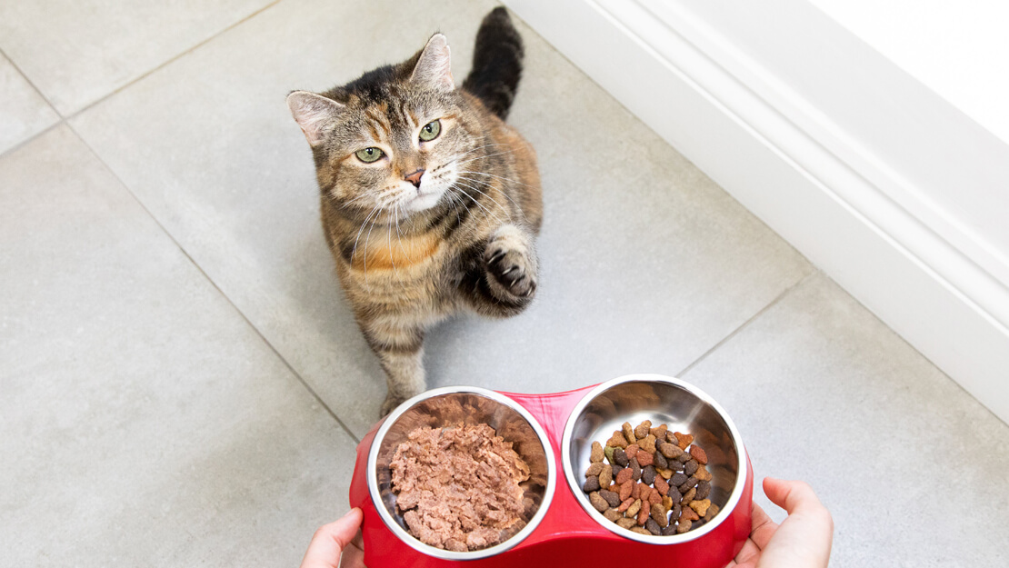 Alimentation de qualité pour chat : Explorez notre sélection