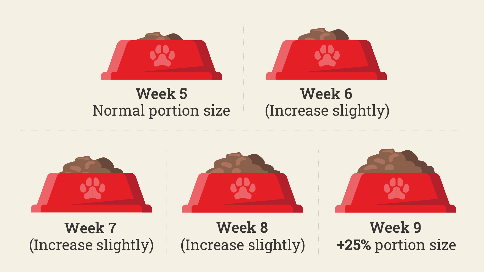 nourrir une chienne enceinte infographique