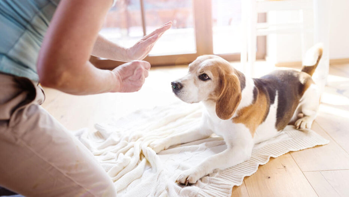 Beagle wird mit einem Leckerbissen trainiert