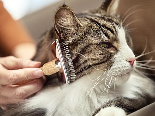 À quoi les chats sont-ils allergiques ?