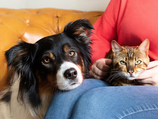 Hund und Katze