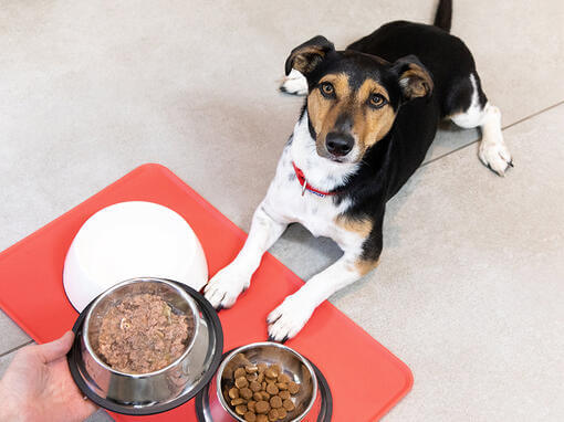 Hund wartet auf Futter