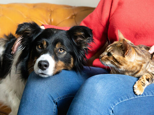 Chien et chat sur les genoux de leur propriétaire