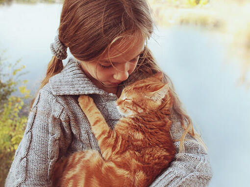 Chat gingembre câlins enfant