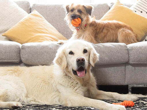 Golden Retriever und Terrier