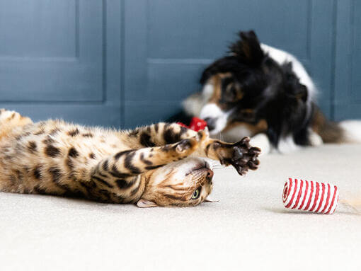 Chien et chat jouant