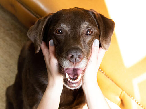 Chien plus âgé entre les mains des propriétaires