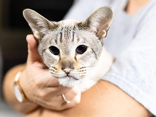 Chat plus âgé entre les mains des propriétaires