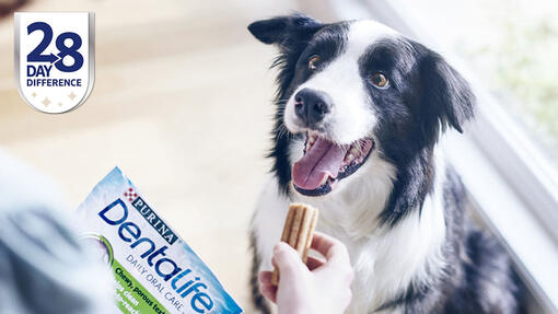 Collie wartet darauf, einen Dentalife-Stick zu bekommen - 28 Tage Unterschied