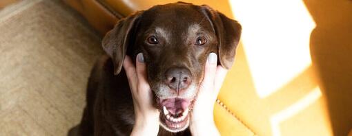 Schokoladenbrauner Labrador, dessen Maul von Besitzer offen gehalten wird