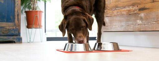 Labrador chocolat mangeant dans une gamelle