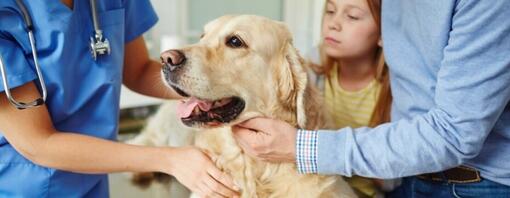 Golden Retriever tenu par ses propriétaires et la vétérinaire