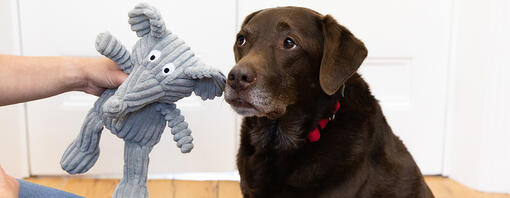 Traurig aussehender Hund mit Spielzeug