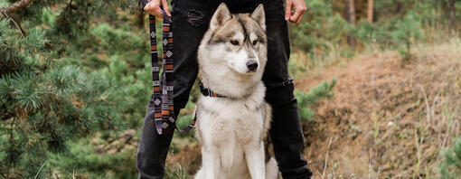 Chien avec son propriétaire dans la forêt