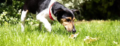 Petit chien reniflant l'herbe