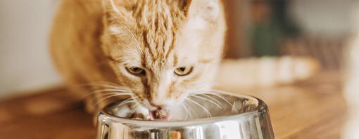 Chat roux mangeant dans une gamelle