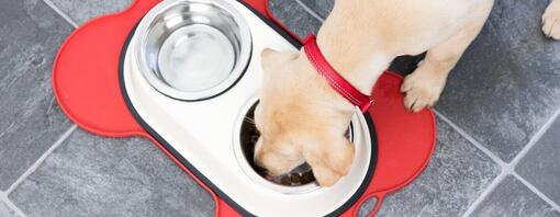 Chien mangeant dans une gamelle