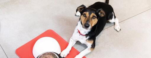 Chiot recevant de la nourriture dans des gamelles