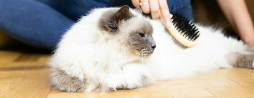 Flauschige weisse Katze, die gebürstet wird