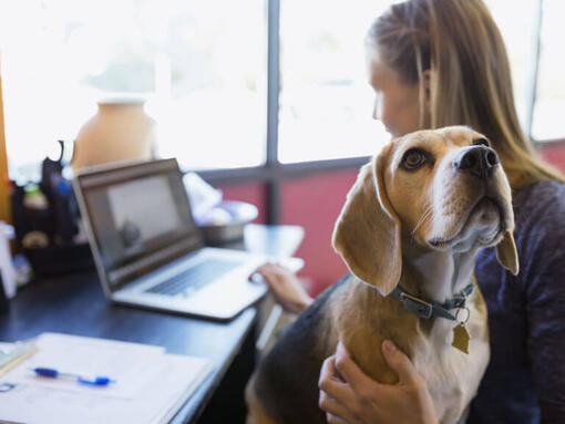 Hund sitzt auf dem Schoß des Besitzers, während dieser arbeitet