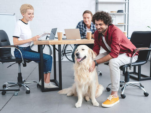 Fröhlicher Golden Retriever bei der Arbeit mit Kollegen