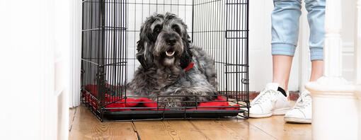 Chien couché dans une cage