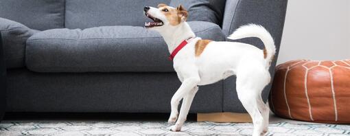 Petit chien aboyant dans une maison