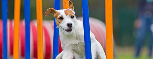 Kleiner Hund läuft über einen Agility-Parcours