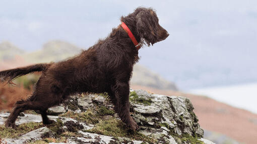 Hund mit Blick auf die felsige Landschaft