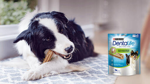 Collie frisst einen Dentalife-Stick mit der Packung