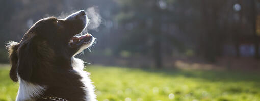 Hund atmet in kalter Luft aus