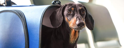 Teckel dans un sac dans un avion