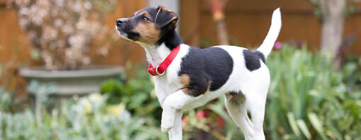 chiot heureux sur l'herbe à l'extérieur