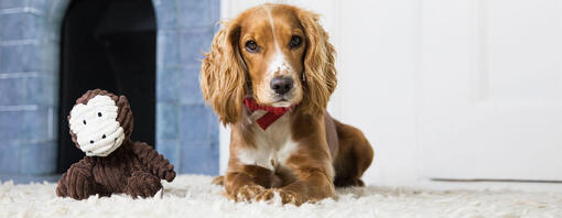 chien se détendant à la maison