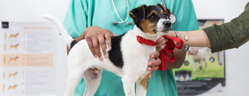 Chien examiné par le vétérinaire