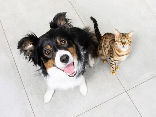 Katze und Hund blicken auf