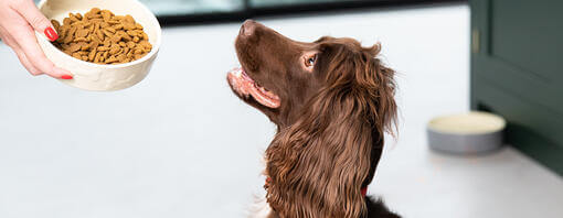 Spaniel, der zum Hundefutternapf aufschaut