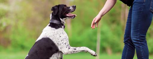 COMMENT FAIRE POUR QUE VOTRE CHIEN VOUS OBÉISSE ?