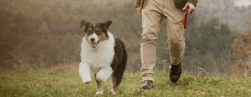 HAUTKRANKHEITEN BEI HUNDEN