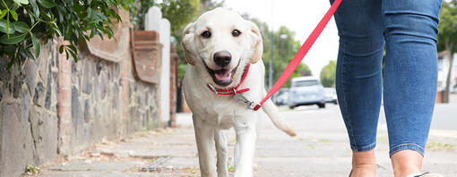 Hund zieht an der Leine