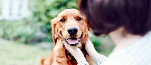 clicker training