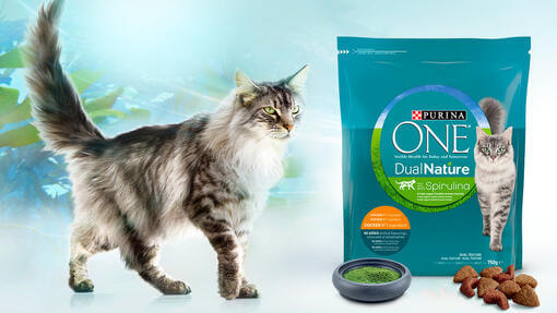 purina one cat