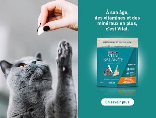 Purina vital balance best sale