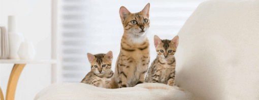Pourquoi devrais-je stériliser mon chat?